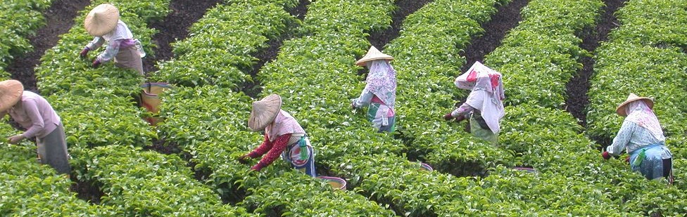 Dong Ding Tea Farmers