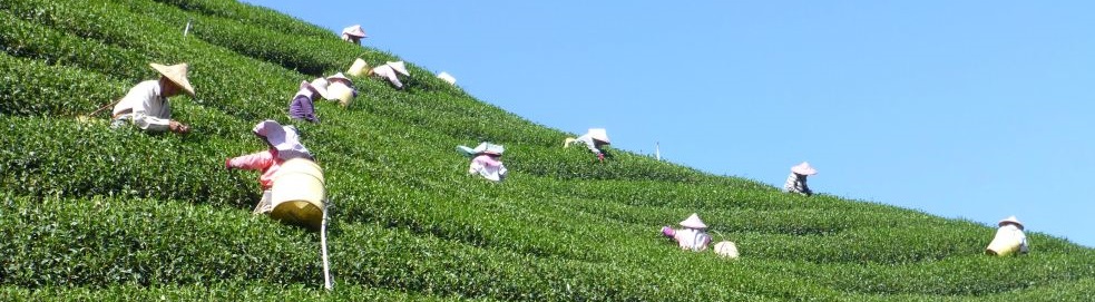 Taiwanese Premium High-Mountain Teas
